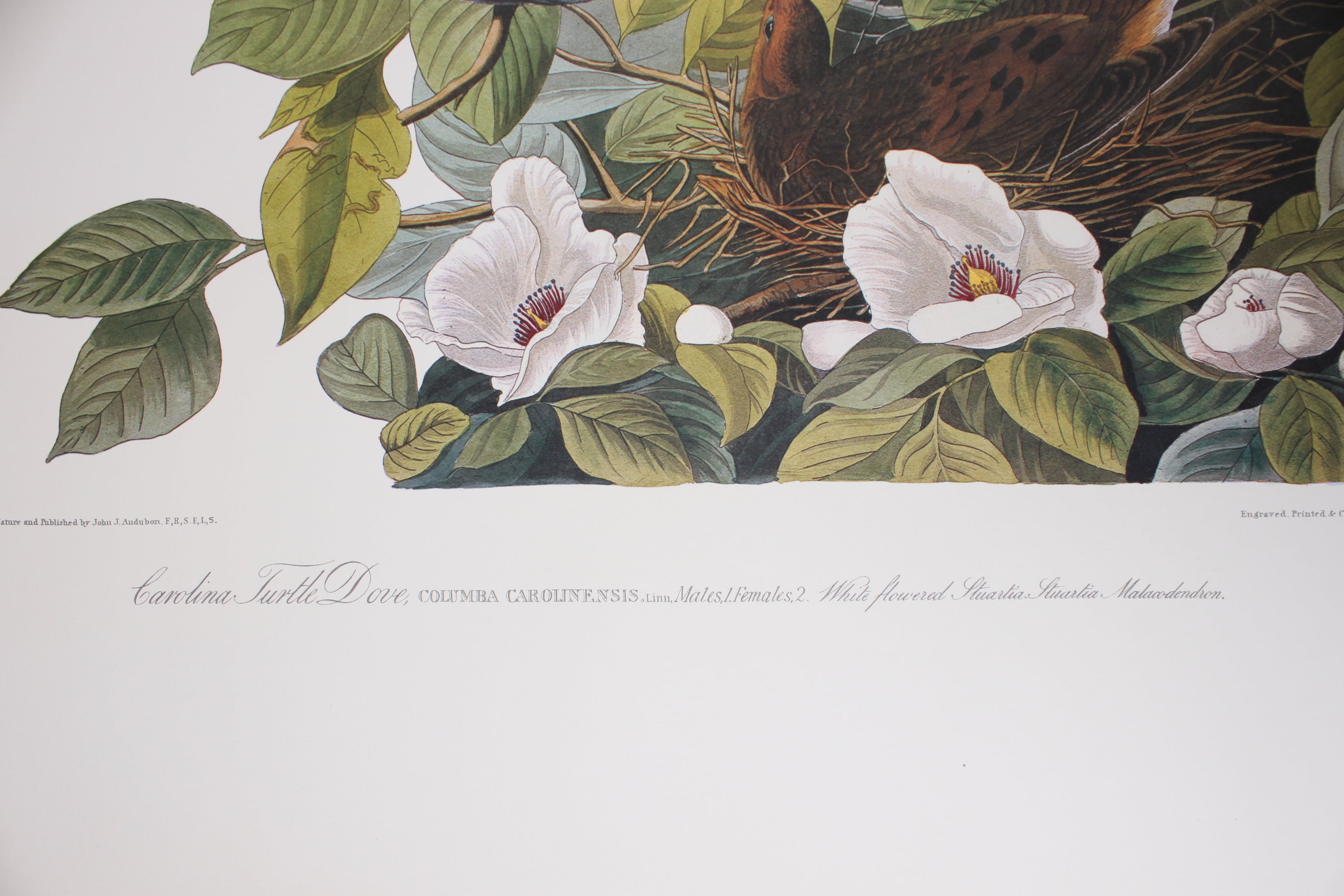 2013 Lippincott'S Nursing Drug Guide (PB 2013) (O)